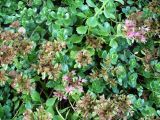 Sedum spurium