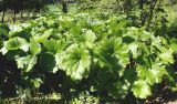 Darmera peltata