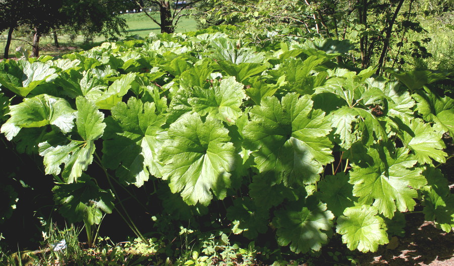 Изображение особи Darmera peltata.