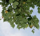 Tilia mongolica. Ветвь. Германия, г. Дюссельдорф, Ботанический сад университета. 05.09.2014.
