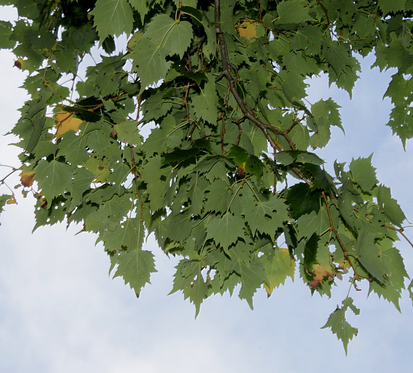 Image of Tilia mongolica specimen.