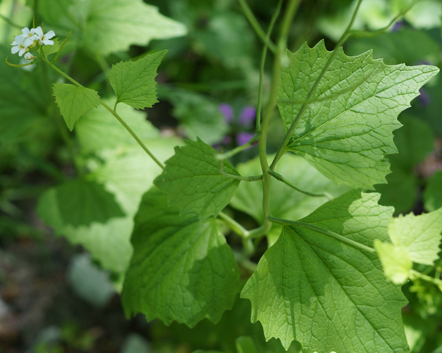 Image of Alliaria petiolata specimen.