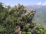 Lonicera nummulariifolia. Цветущее растение на горном склоне. Узбекистан, Ташкентская обл., Бостанлыкский р-н, отроги Чаткальского хребта над ж.-д. станцией Ходжикент. 10.05.2008.