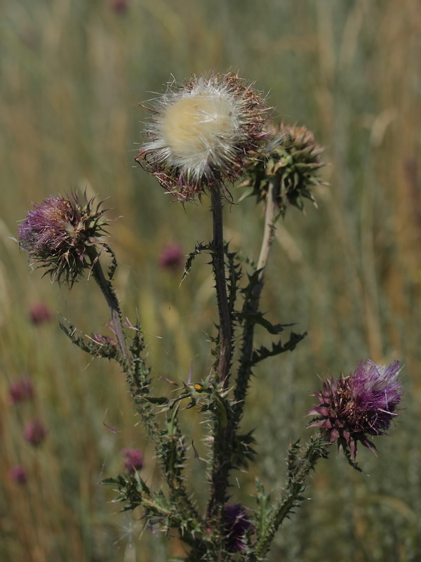 Image of Carduus thoermeri specimen.