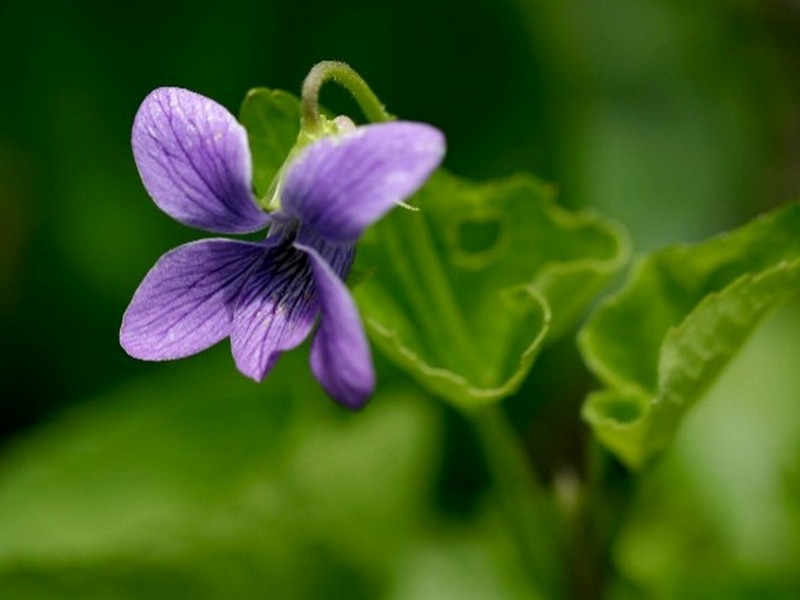 Изображение особи Viola epipsiloides.