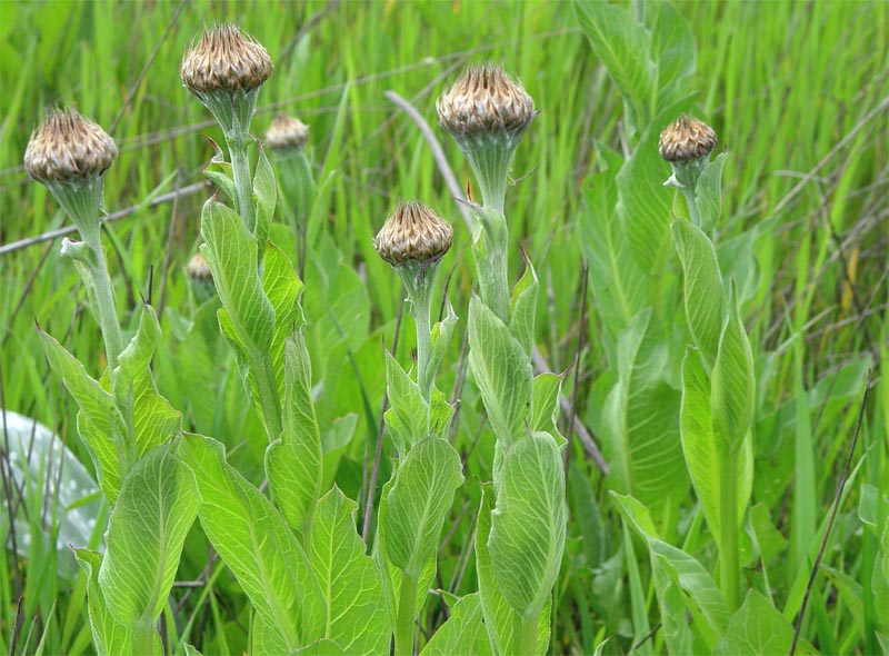 Изображение особи Stemmacantha serratuloides.