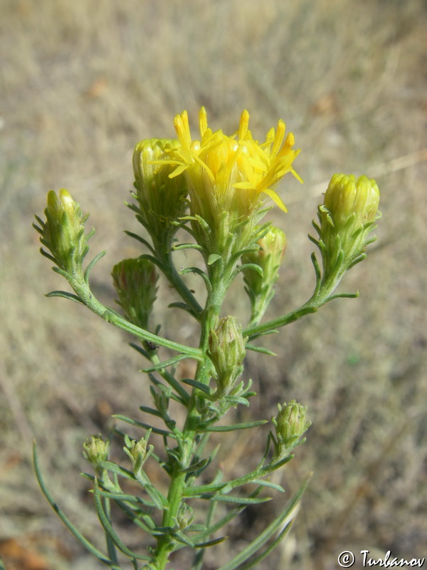 Image of Galatella linosyris specimen.