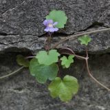 Cymbalaria muralis