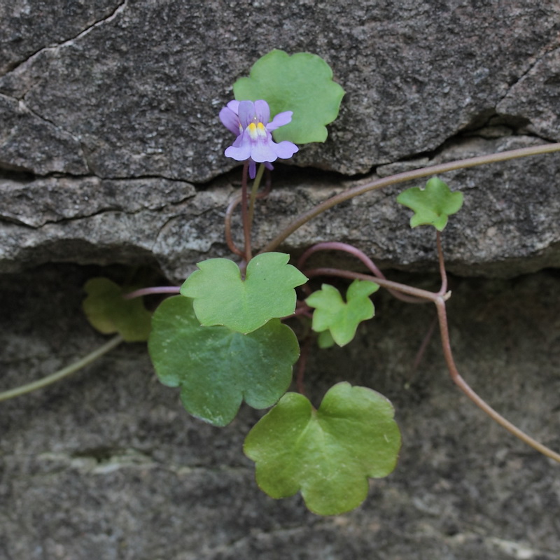 Изображение особи Cymbalaria muralis.