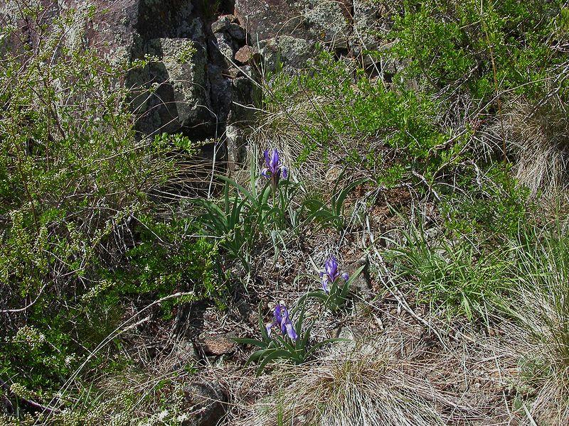 Image of Iris glaucescens specimen.