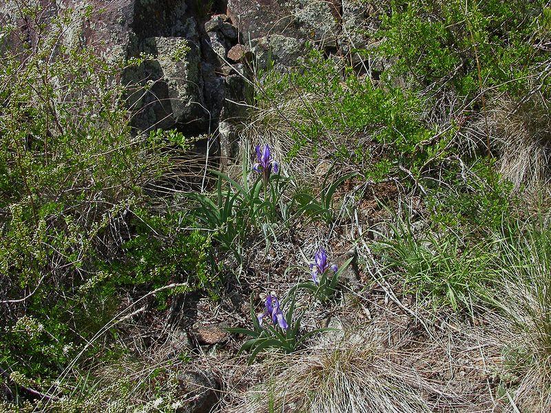 Изображение особи Iris glaucescens.