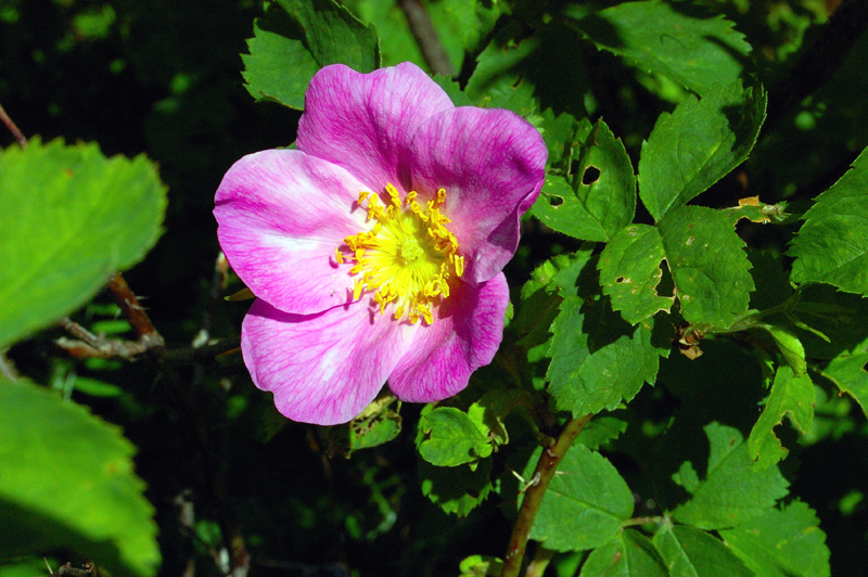 Image of Rosa cinnamomea specimen.