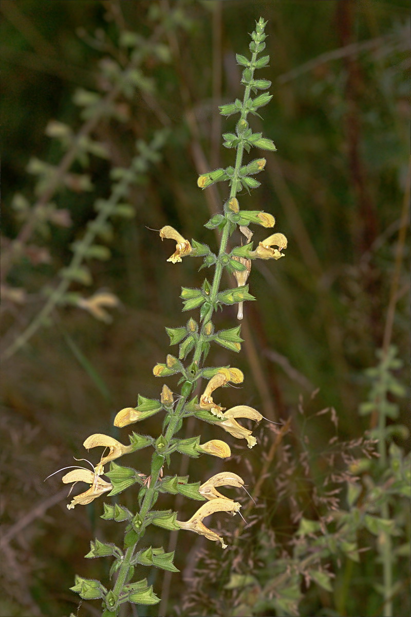 Изображение особи Salvia glutinosa.