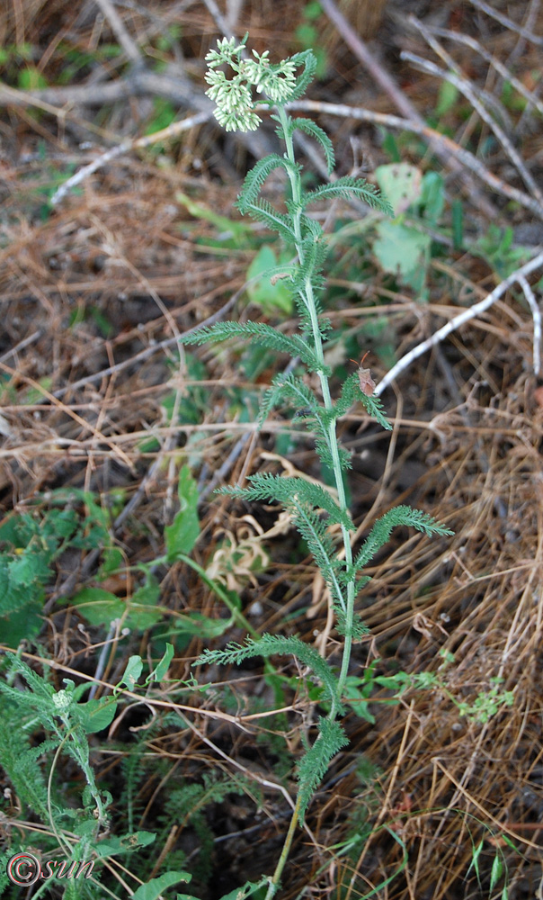 Image of Achillea millefolium specimen.
