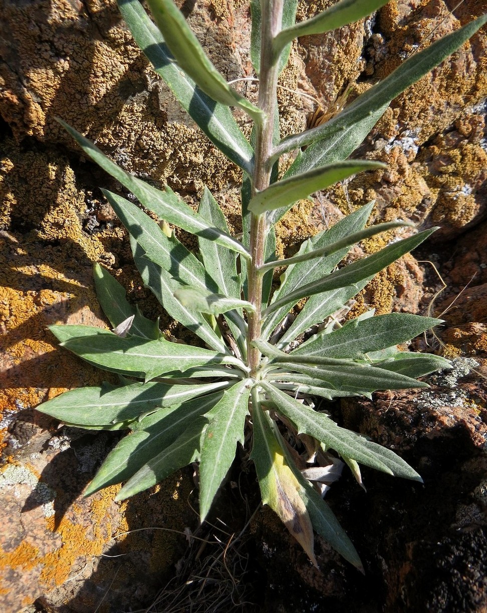 Image of Echinops integrifolius specimen.