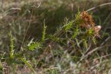 Carlina corymbosa. Верхушка плодоносящего растения. Черногория, муниципалитет Будва, окр. с. Кульяче (Kuljače), пояс дубово-грабинникового леса, поляна. 11.10.2014.