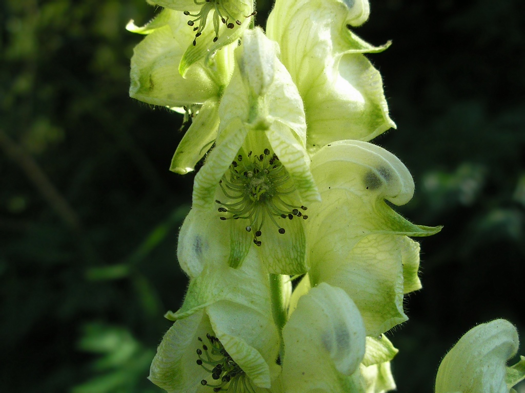 Image of Aconitum nemorosum specimen.