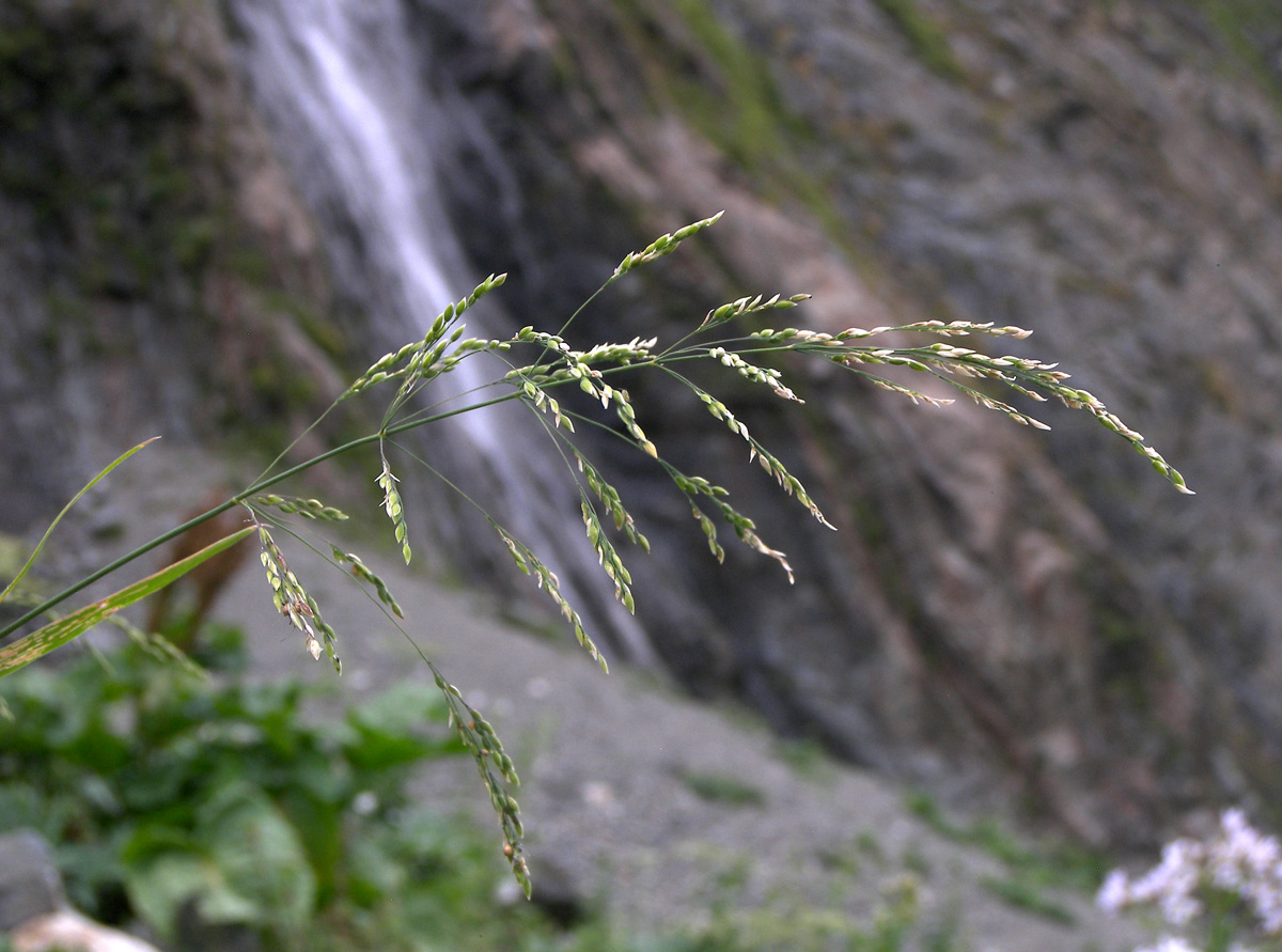 Image of Milium effusum specimen.