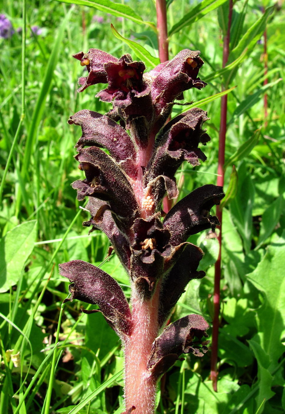 Изображение особи Orobanche gamosepala.