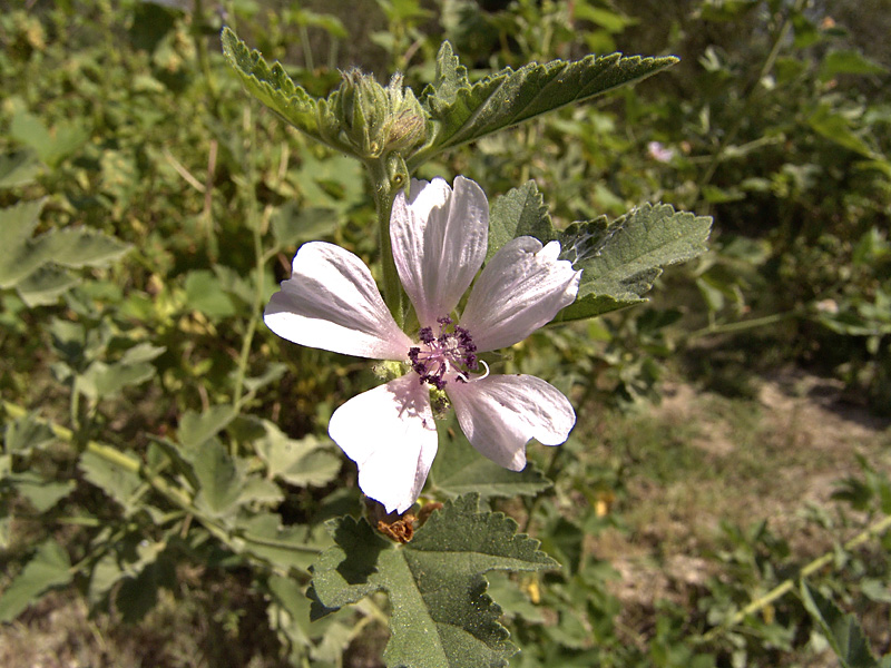 Изображение особи Althaea armeniaca.