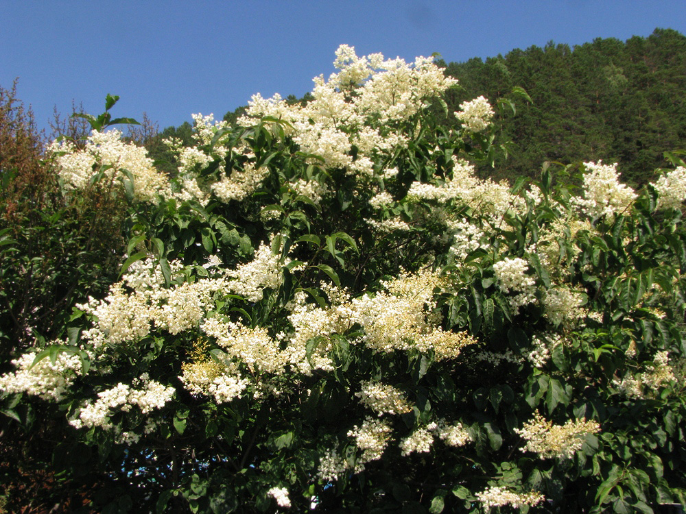 Image of Syringa amurensis specimen.