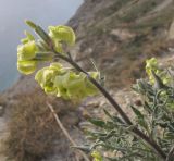 Matthiola odoratissima. Верхушка побега с соцветием. Краснодарский край, м/о Анапа, окр. пос. Супсех, приморский склон. 29.03.2015.