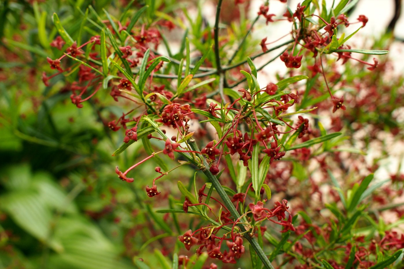 Изображение особи Euonymus nanus.