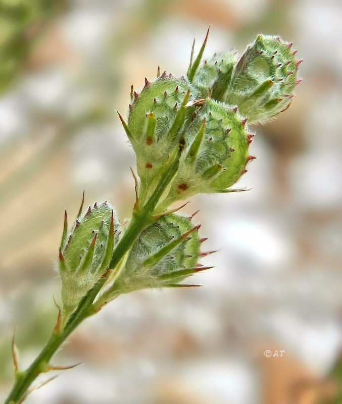 Image of genus Onobrychis specimen.