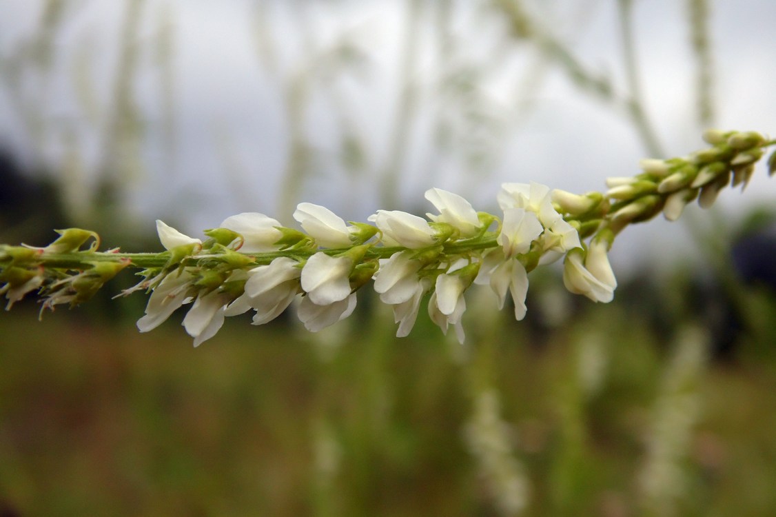 Изображение особи Melilotus albus.