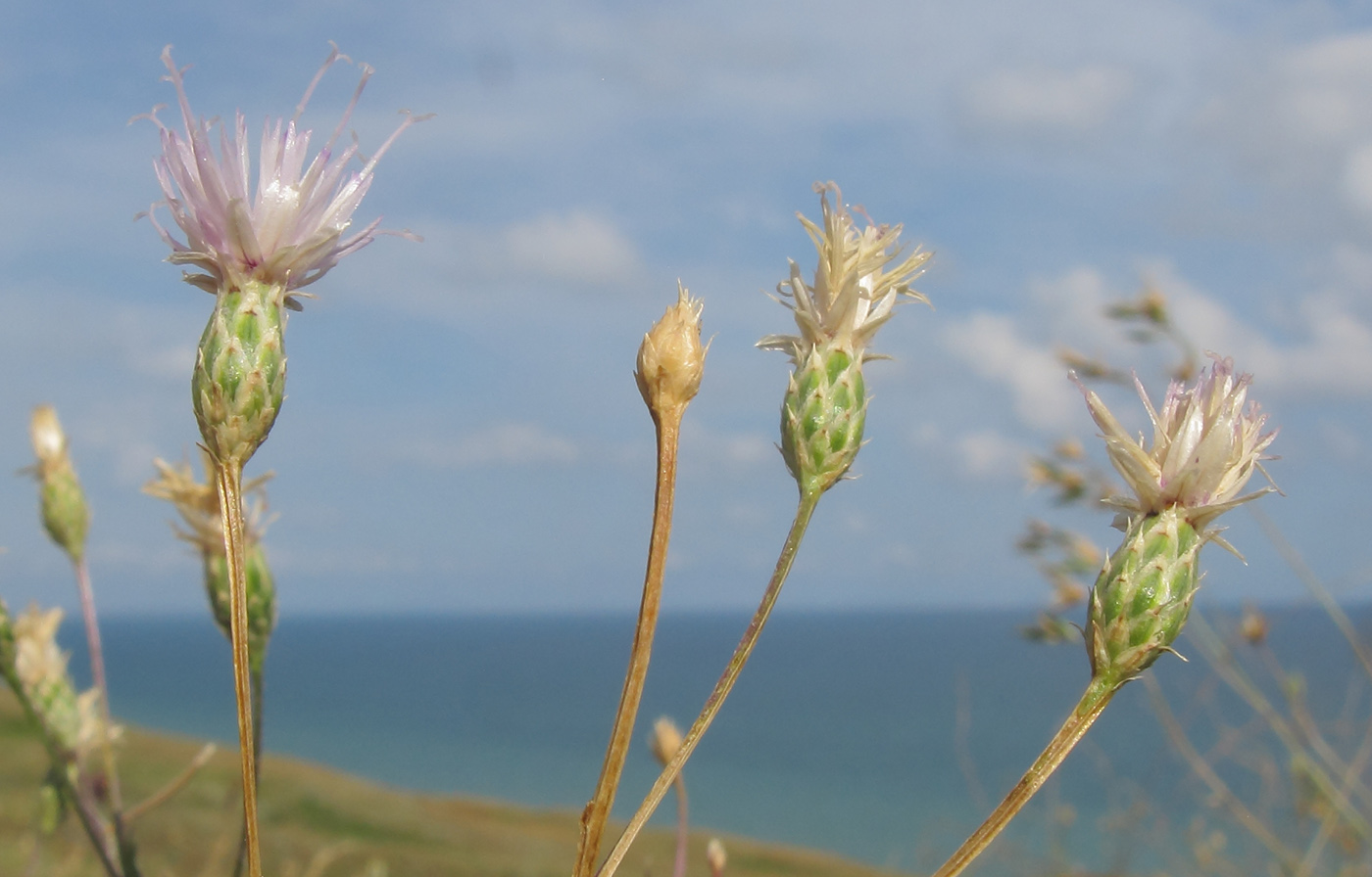 Image of Klasea erucifolia specimen.