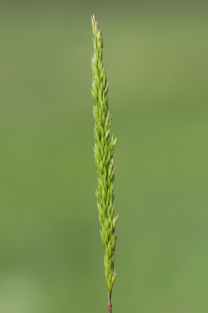 Image of Koeleria macrantha specimen.