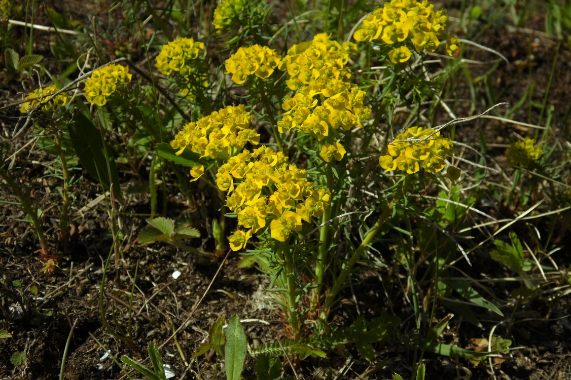 Изображение особи Euphorbia cyparissias.