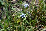 Gentianella azurea