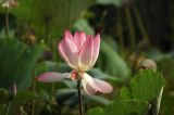 Nelumbo nucifera