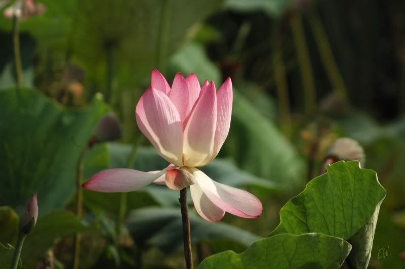 Image of Nelumbo nucifera specimen.