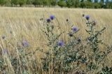 Echinops albicaulis