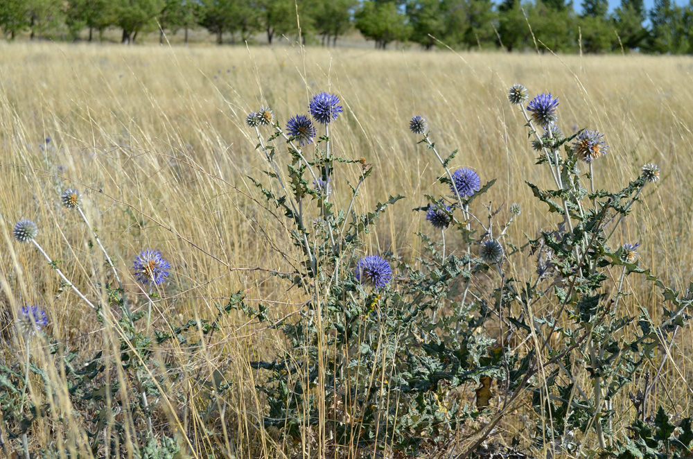 Изображение особи Echinops albicaulis.