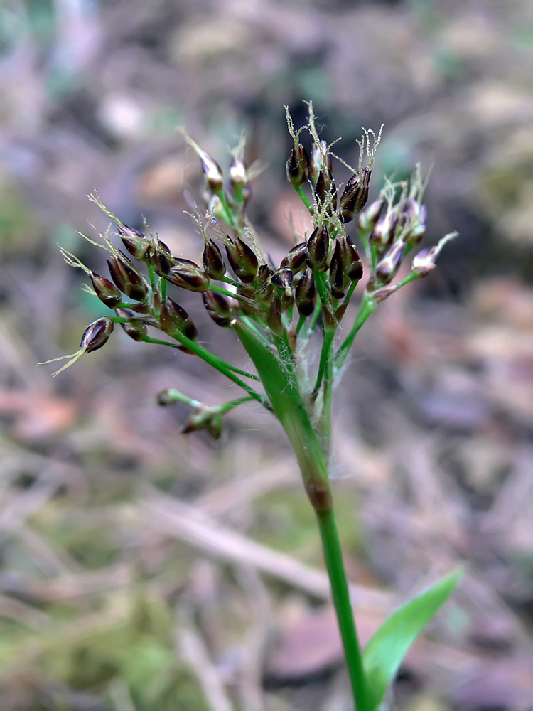 Image of Luzula pilosa specimen.
