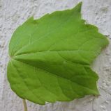 Parthenocissus tricuspidata. Лист. Абхазия, Гудаутский р-н, г. Новый Афон, у дороги. 19 августа 2009 г.