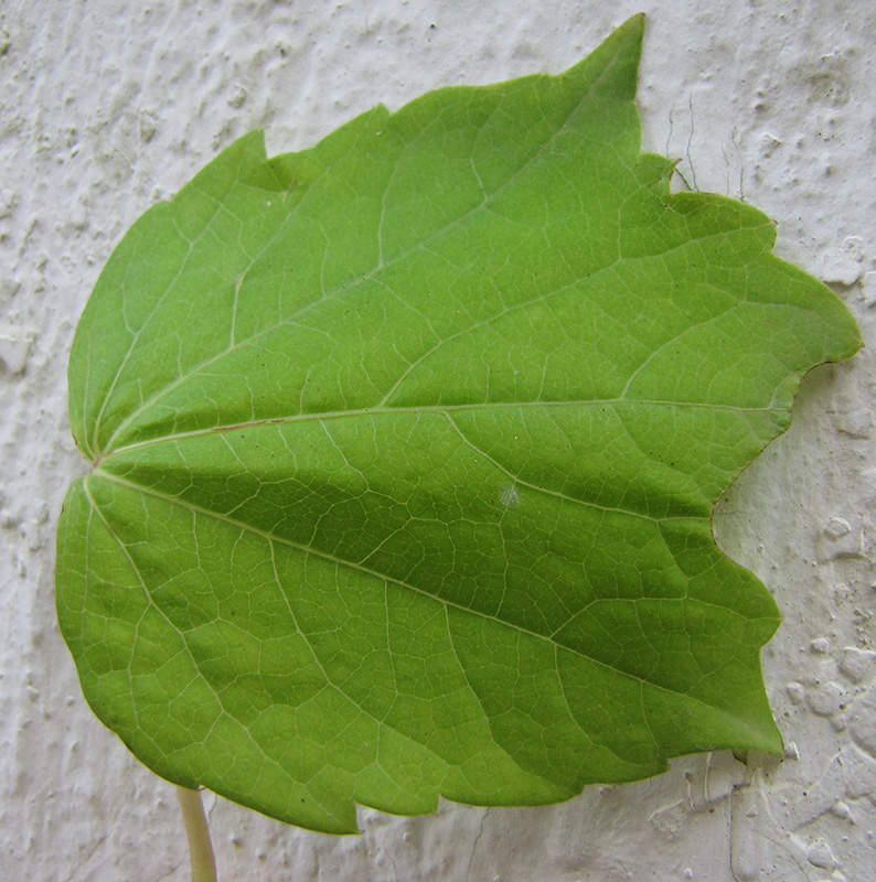 Image of Parthenocissus tricuspidata specimen.