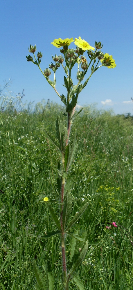 Изображение особи Potentilla pedata.