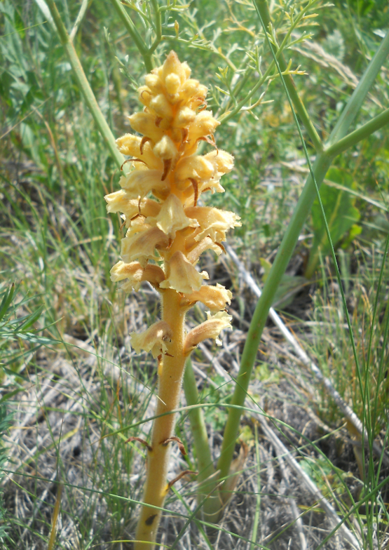 Изображение особи Orobanche alsatica.