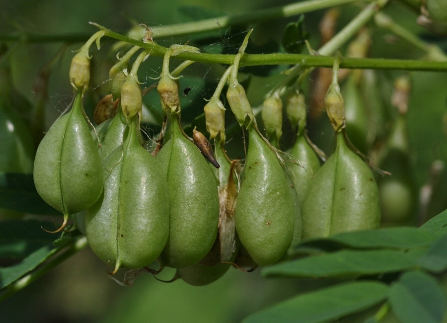 Изображение особи Astragalus chinensis.