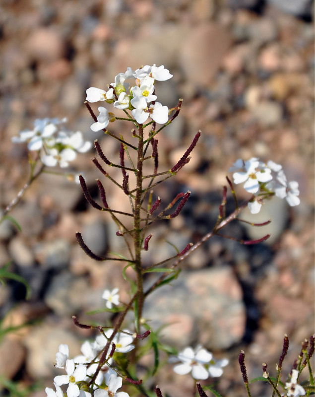 Изображение особи Dontostemon pinnatifidus.