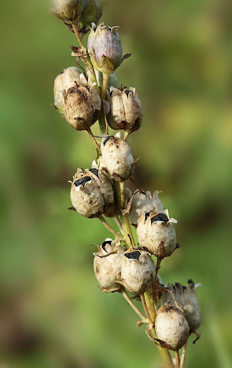 Image of Linaria vulgaris specimen.