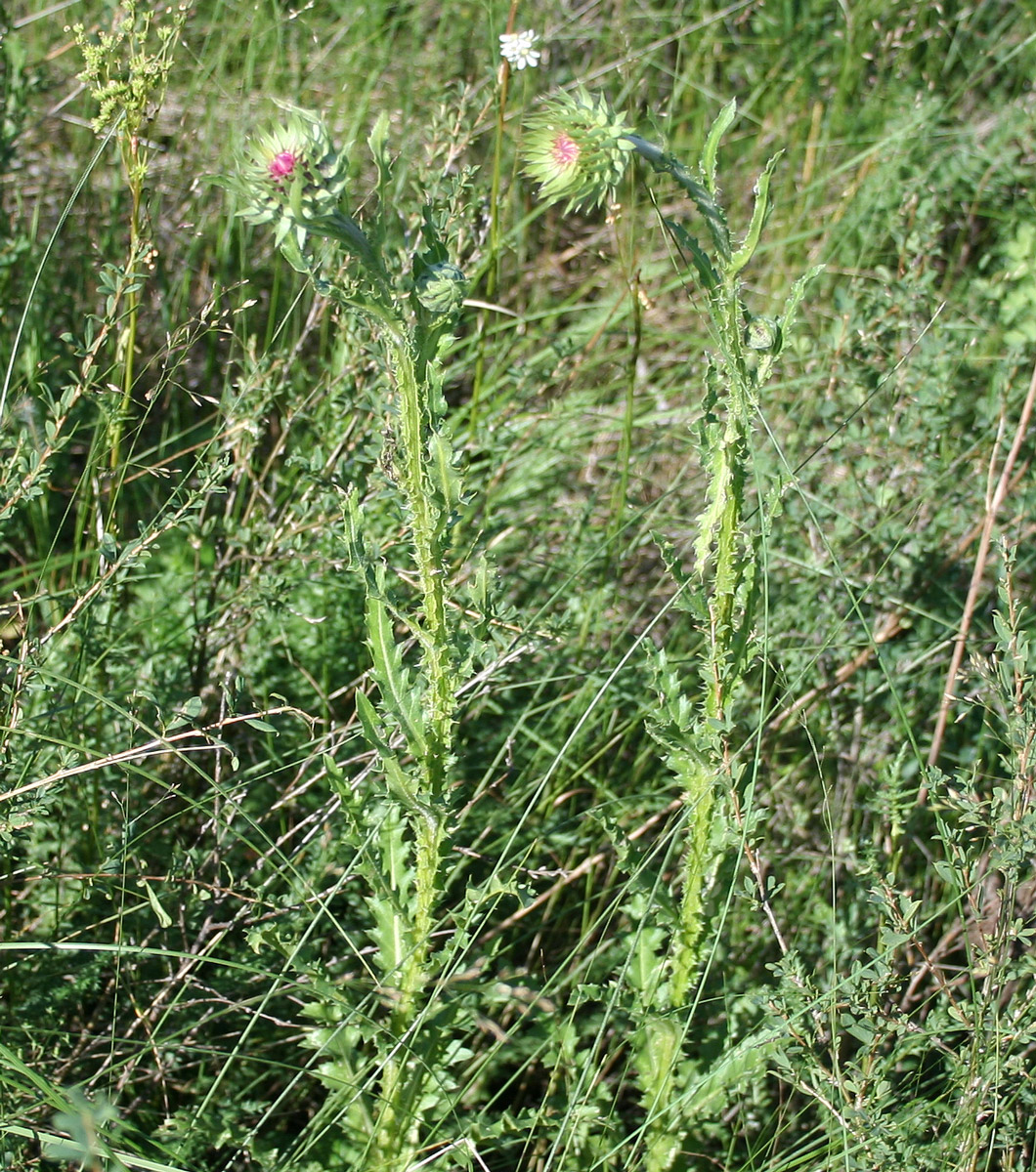 Image of Carduus thoermeri specimen.