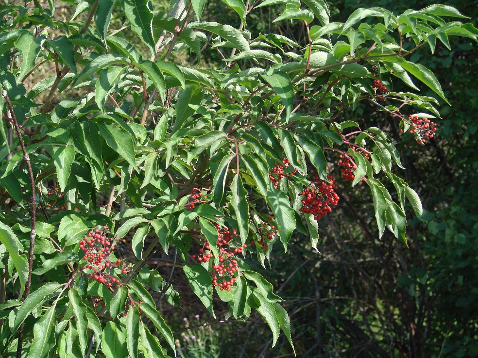 Image of Sambucus sibirica specimen.