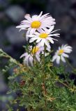 Chrysanthemum sinuatum