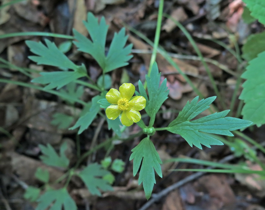 Image of Ranunculus repens specimen.