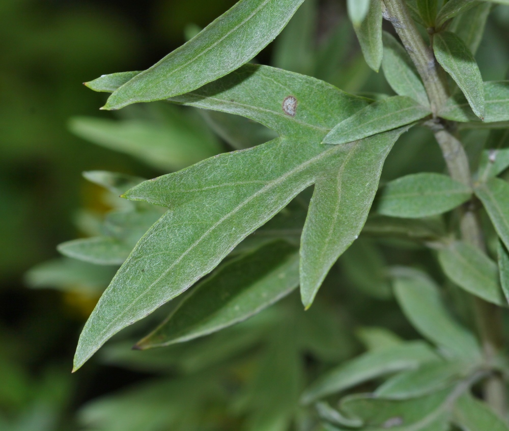 Image of Artemisia argyi specimen.